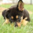 puppymcpupperson