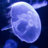 moonjelly