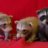 SFmenagerie