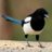 Mr Magpie
