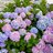 hydrangea88