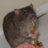 squeagel