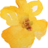 DandelionsToo