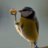 smolbirb