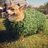 corgination