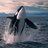 OrcaS