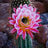 cactusflowerblossom