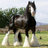 Clydesdale