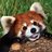 OSUPanda