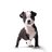 bostonterrierlife