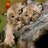 lynxvet2017