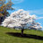 dapperDOgwood
