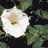 Jimson Weed