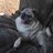 pugsessed