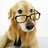 hopefuldogtor
