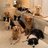 chocolatemus