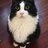 Chili_Cat