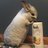 alpacalover33