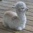littlellama