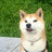 SchwiftyShiba