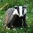 dodgy badger
