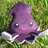 Purple squid