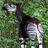 Okapi