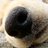 BoopTheSnoots
