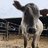 holybovine