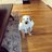 dogluver713