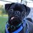 pugpy_dawg