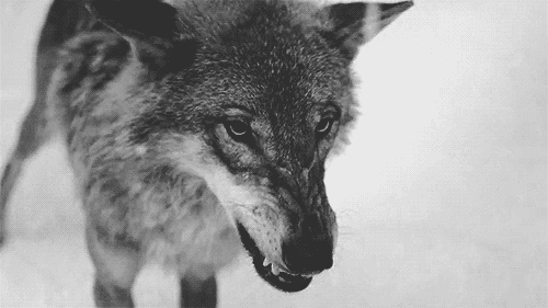 b1ed10353072666625e32a3f6726a89f.gif