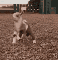 Dancing Goat GIFs | Tenor