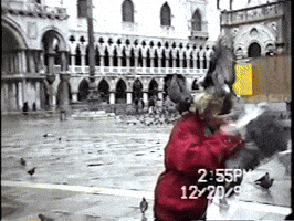 pigeons GIF by America's Funniest Home Videos's Funniest Home Videos