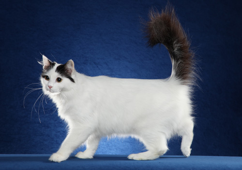 Turkish-Van-Full-Body.jpg