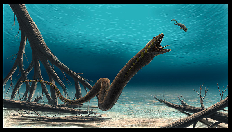 Ophiderpeton_by_dustdevil.jpg