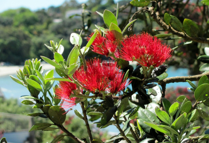 nz-christmas-flower.png