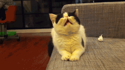 giphy.gif