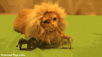 Lions GIF