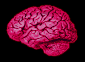 anibrain.gif