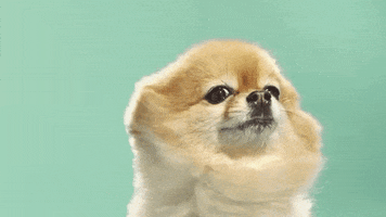 dog puppy GIF by VFILES
