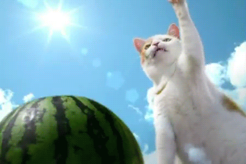 giphy.gif