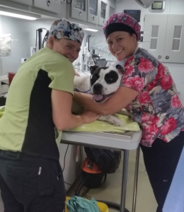 vetmed.illinois.edu
