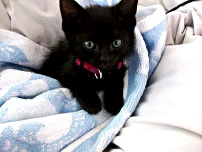 cute-black-kitten.jpg