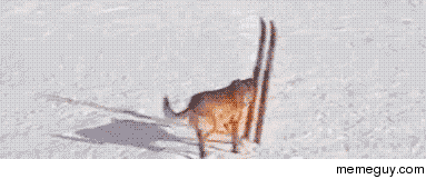 -skiing-39852.gif