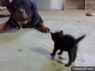 ev6T2o.gif