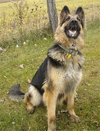 KingShepherdsAmysAcresWindy.JPG