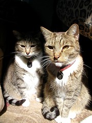 81193072_d8699d38de_m.jpg