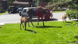 7QSs.gif