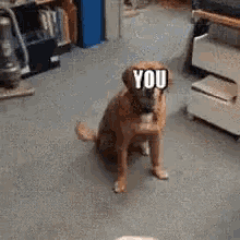 tenor.gif
